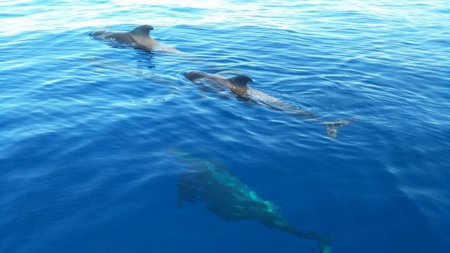 ballenas2