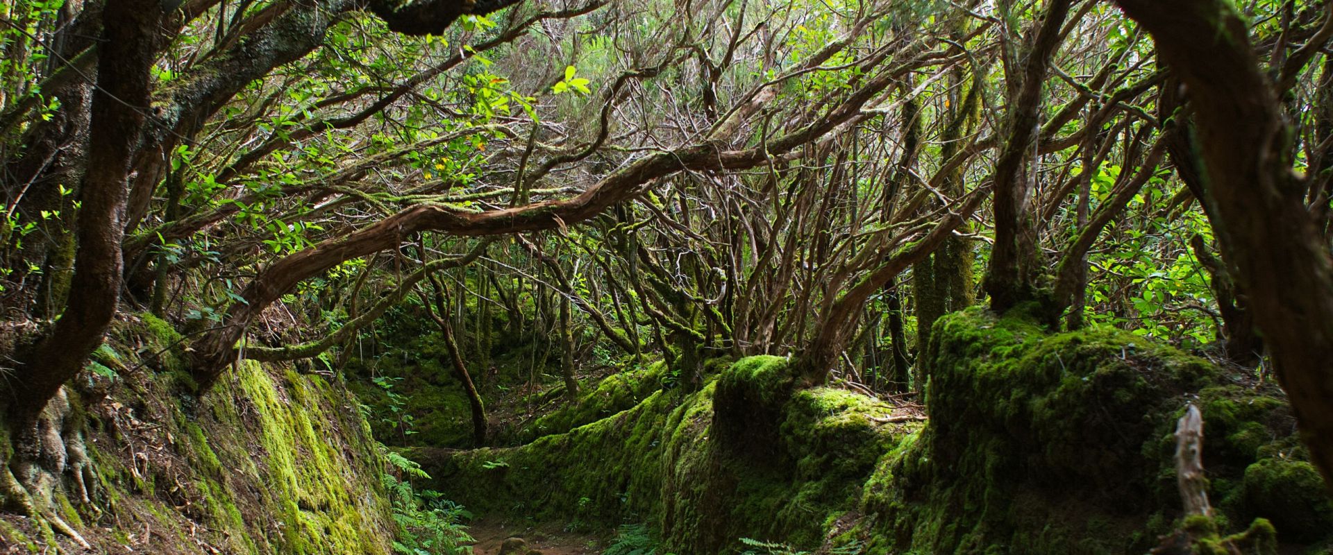 Bosque de Anaga Tenerife Anaga Forest