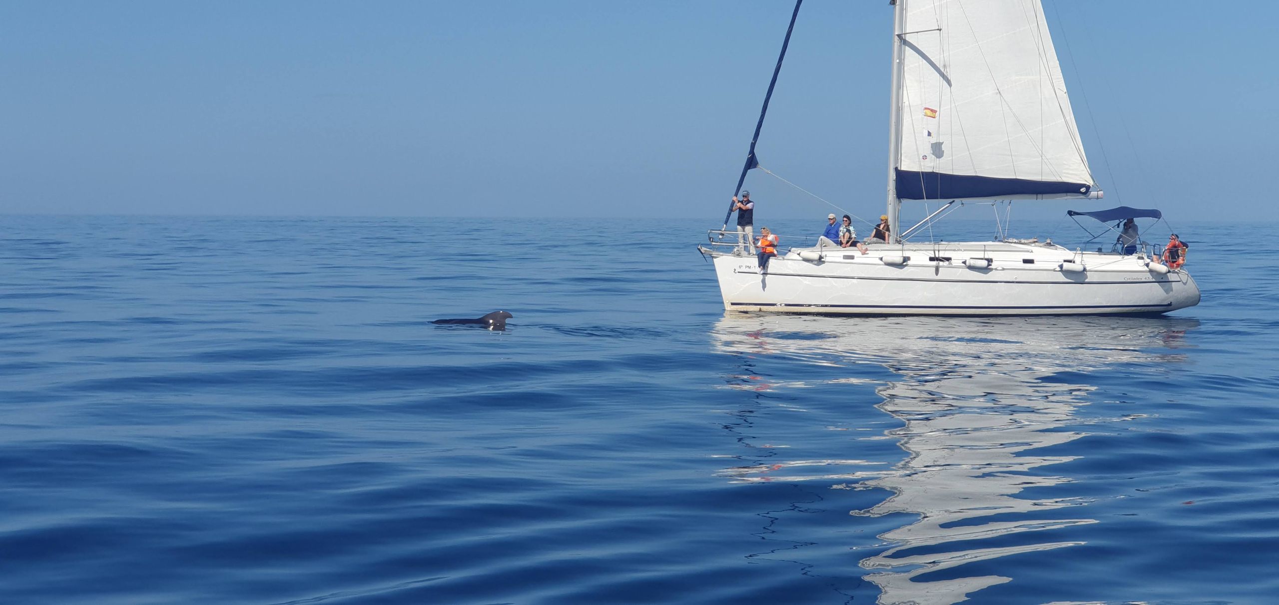 Avistamiento ballenas delfines Tenerife costa sur